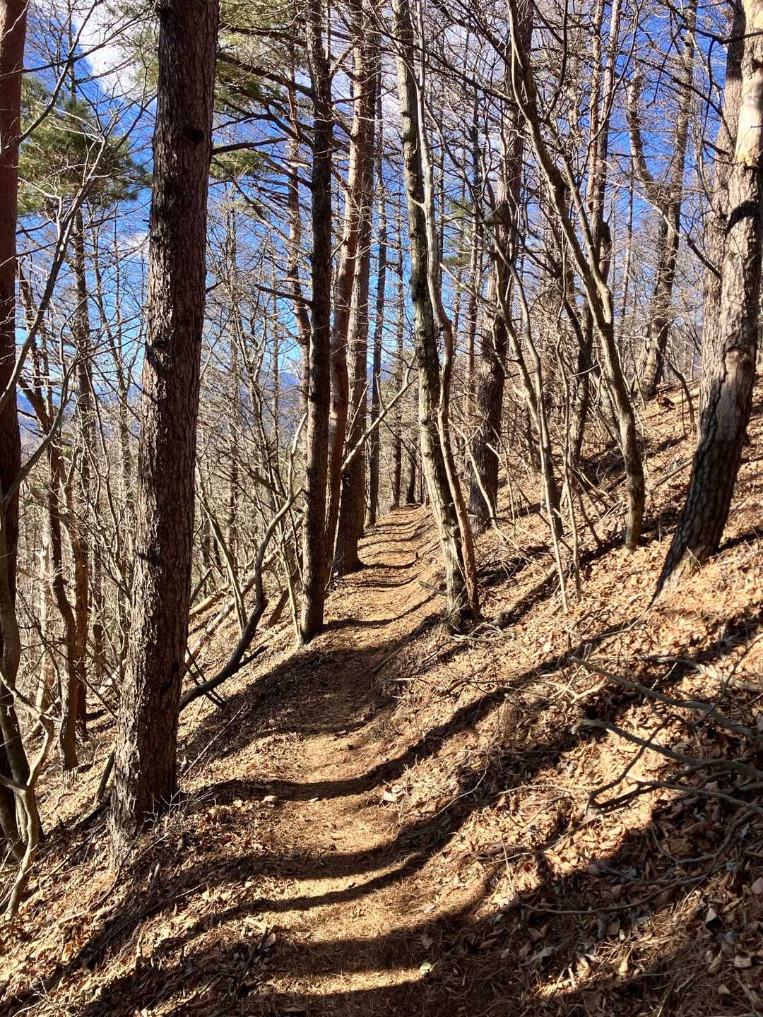 下山路は穏やかで歩きやすいです。