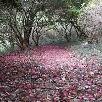 サザンカの絨毯