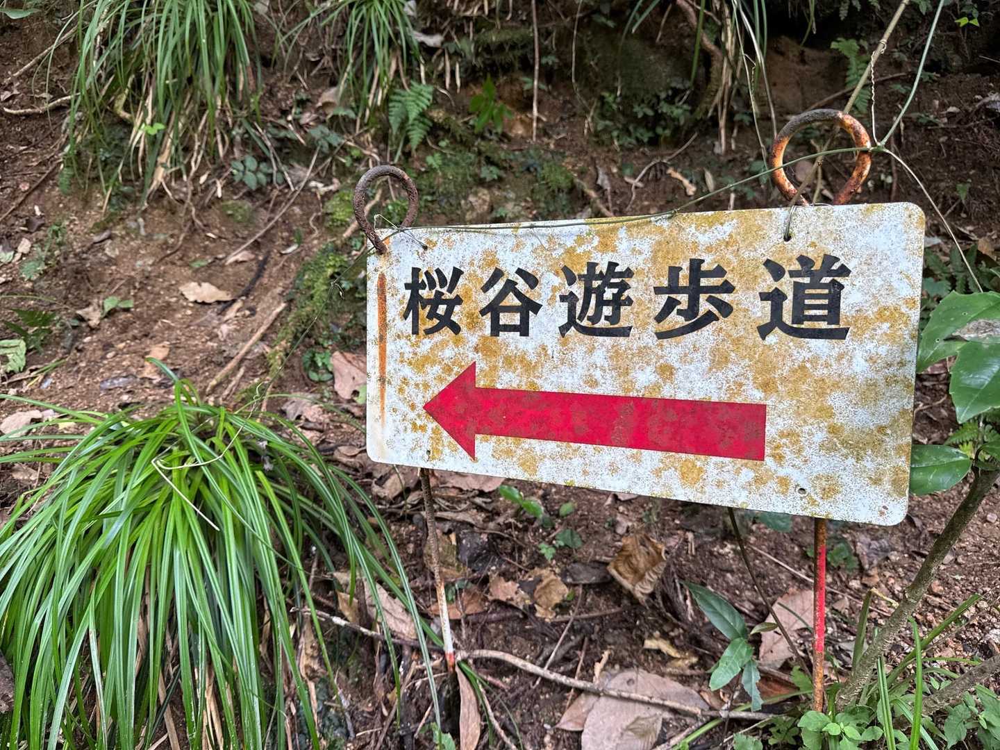 桜谷遊歩道登山口-九千部山 往復コースの写真
