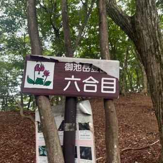そろそろ🐿️リスに会えるかもしれませんので熊鈴🛎️も外して静かに登ります♪ 北八ヶ岳っぽい苔蒸した雰囲気が良いです♪