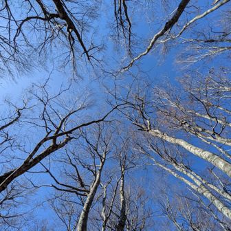 霧氷がついてたらさぞ空の青さに映えていた事に思います✨️