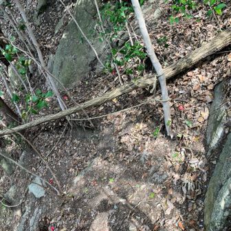 第3チムニーへ向かう導入路。急坂に見事な倒木（6本目）あり、ノコで処理作業する前の写真