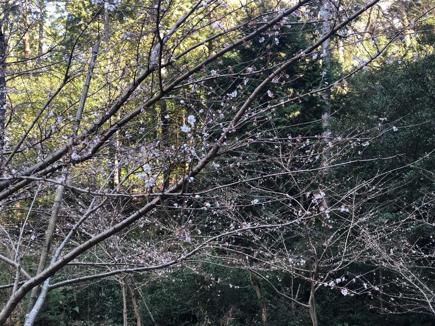 尾張本宮山 往復コースの写真
