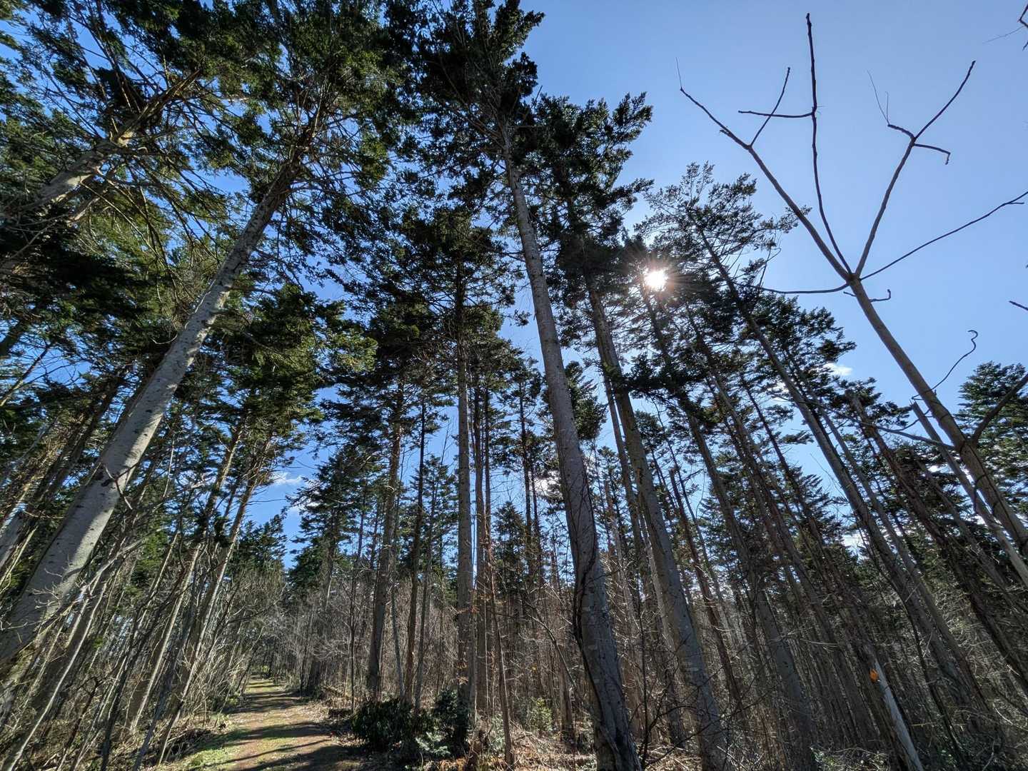 利根別自然公園登山口-萩の山 周回コースの写真