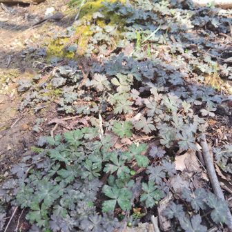 気を取り直し🦵
✅️ニリンソウ🍀🍀🍀準備中