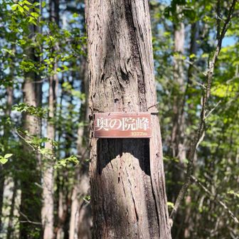 みんな大好き奥多摩看板仕立て
奥多摩のマイナーピーク山頂看板といえばこの色形フォントなのでみんなたちも今後ご注目くださいね