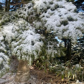 見た目が昨日食べたブロッコリーの天ぷらにしか見えない😆