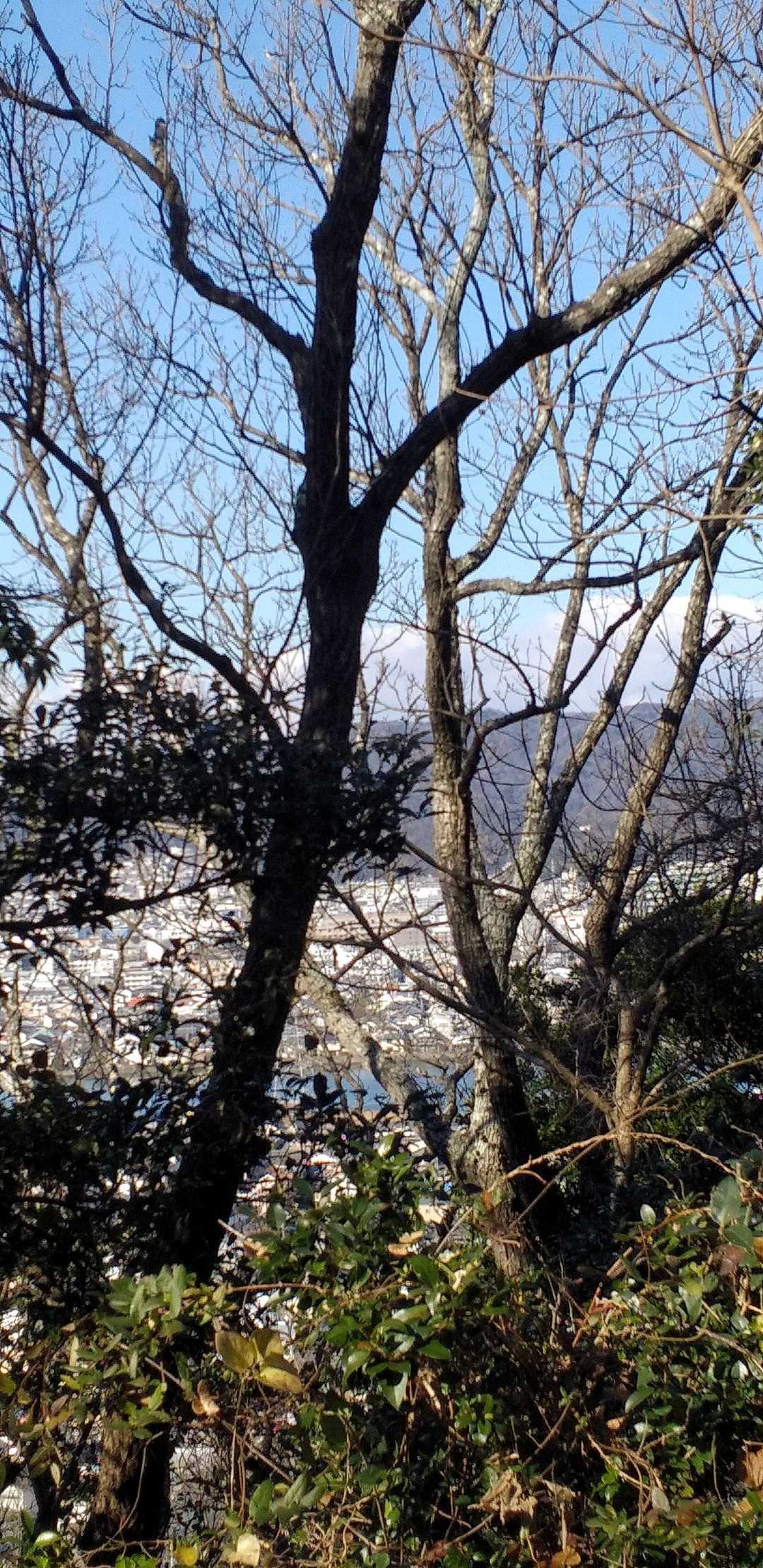 津田山頂上からは木の間から町の風景が見えます。