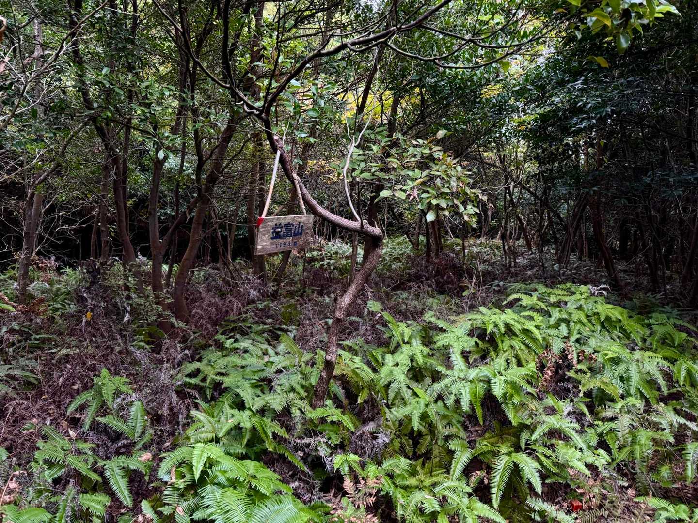 益富山山頂