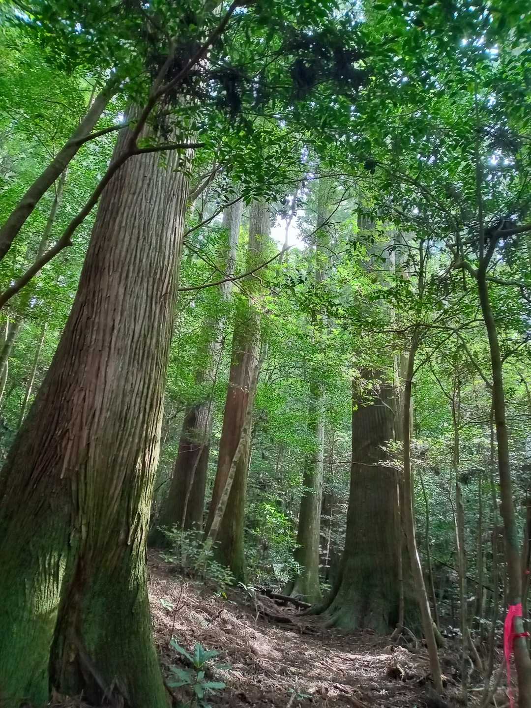 静かに佇む森の巨人達✨