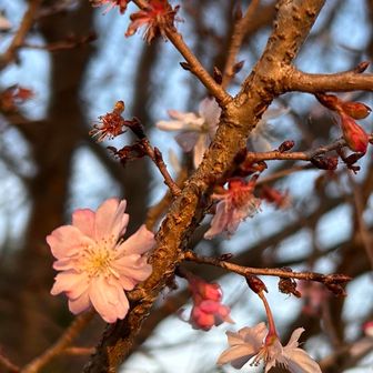 これもうまく撮れませんでしたが、夕陽に照らされて素敵な色合いです😄
