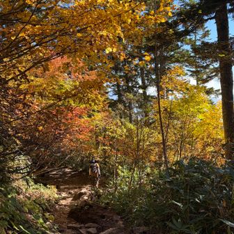 紅葉のトンネル🍁