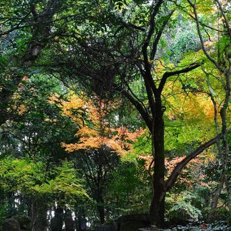 妙相寺境内の紅葉