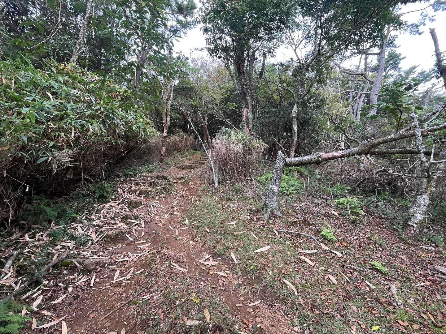 登山道、荒れてました😱