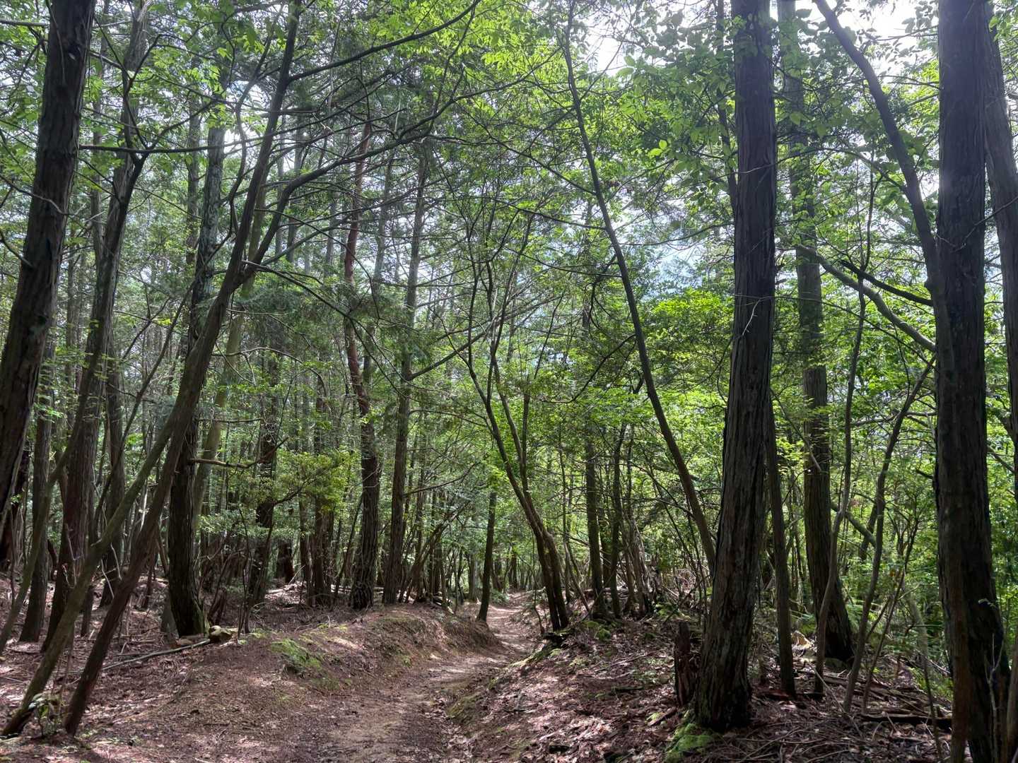 写真では伝わりきらない🍃綺麗さ…
