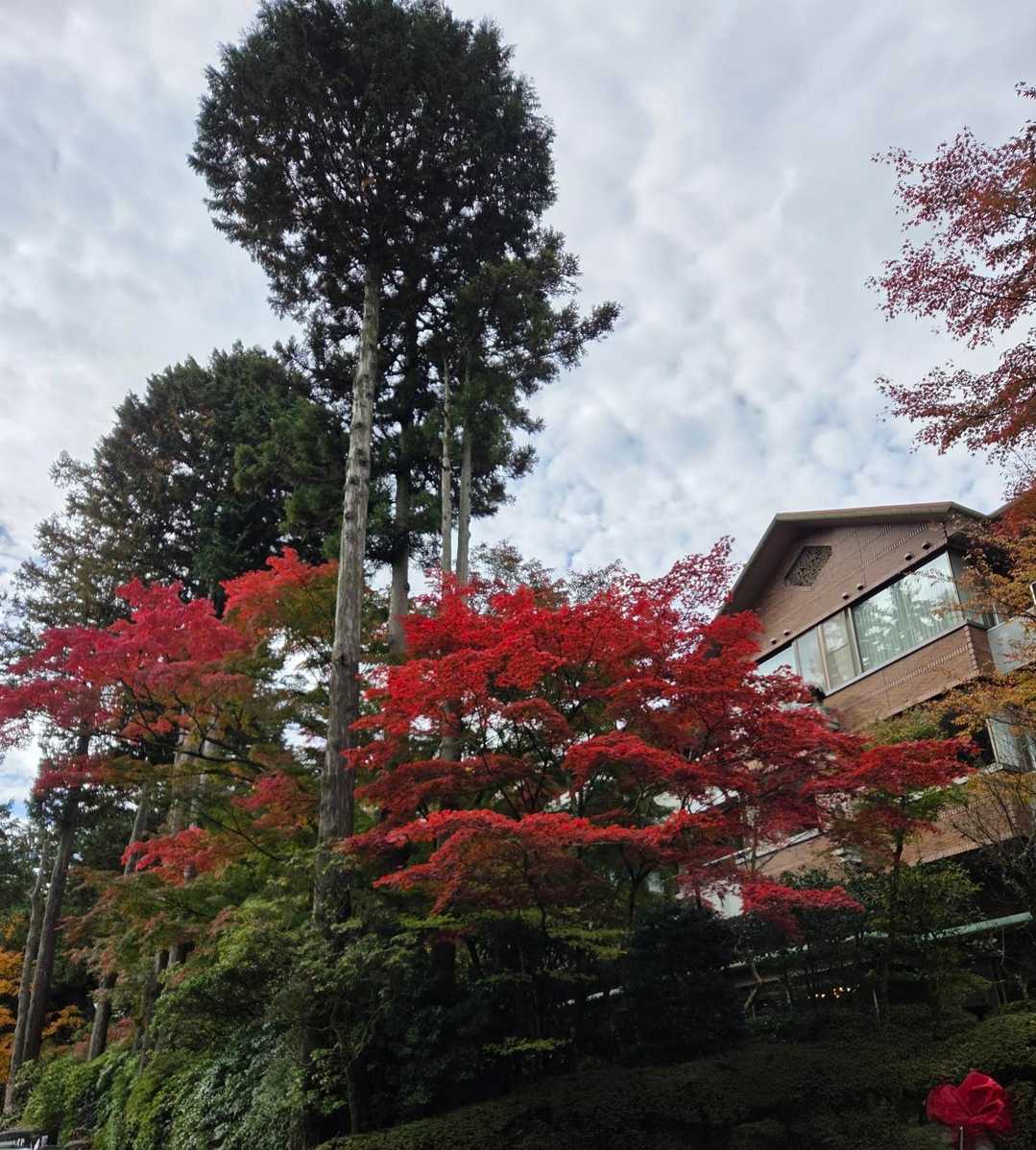 🍁色づいてきてます