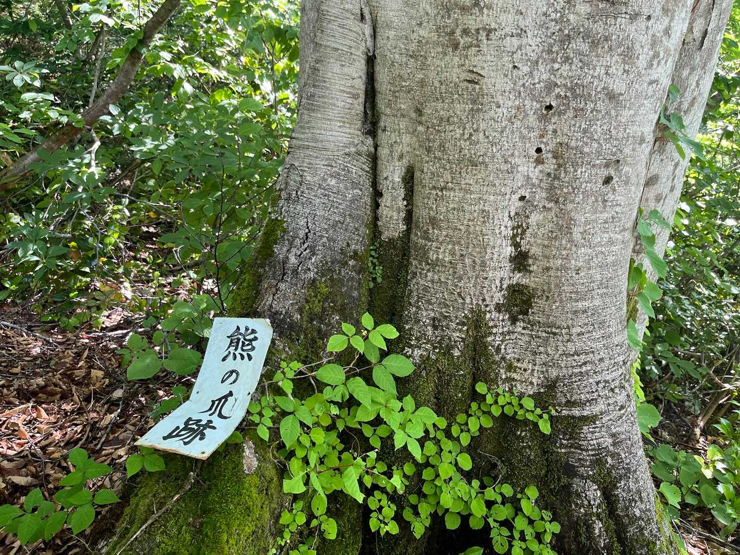 田子倉只見沢登山口-剣ヶ峰-浅草岳-鬼が面山-南岳-マイク 縦走コースの写真