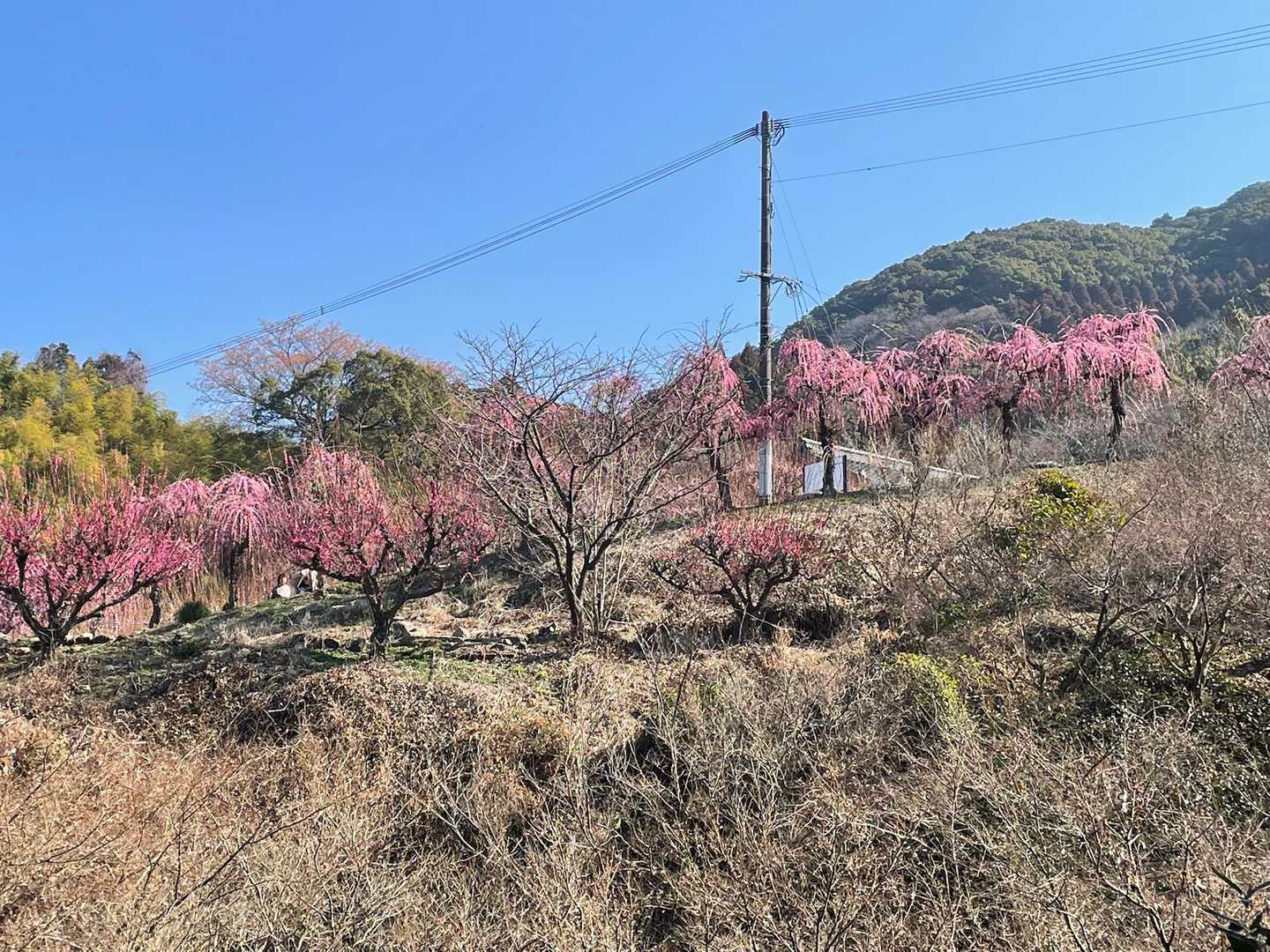 普光寺の梅
帰りにゆっくり見て帰ろうと思います