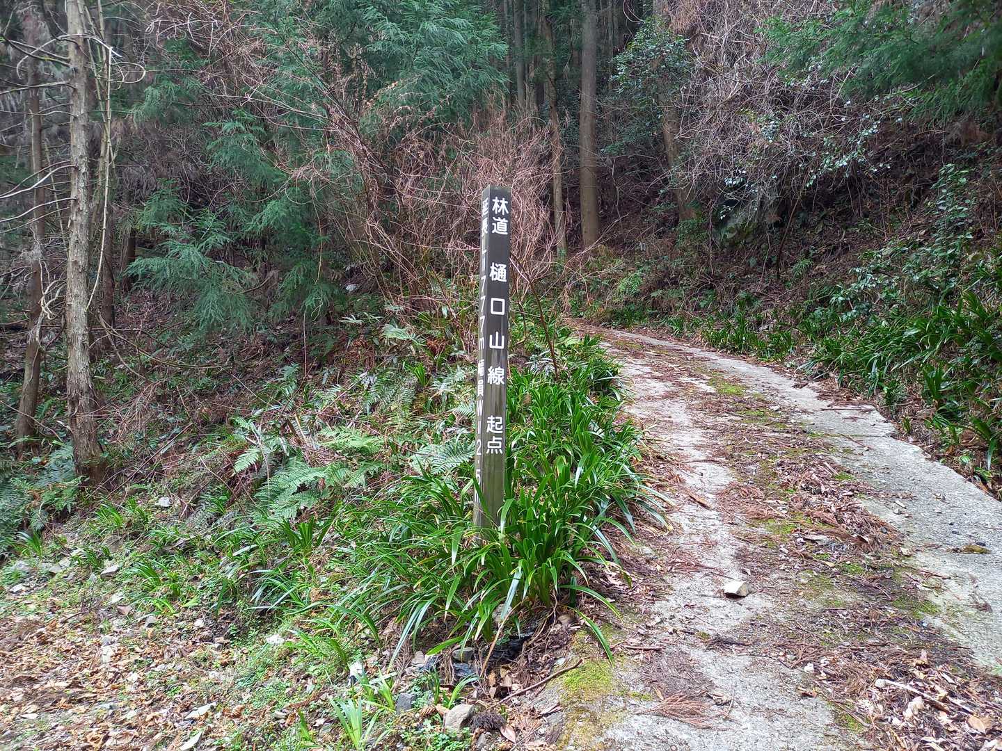 結構舗装された林道が続きました