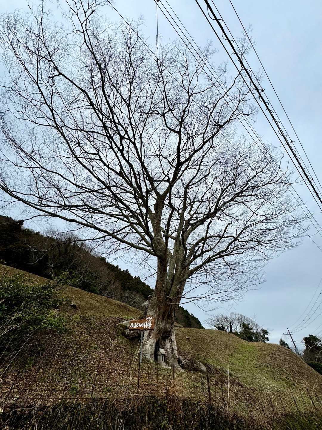 樹齢400年の欅