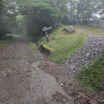 林道か尾根道か？無難に尾根道から