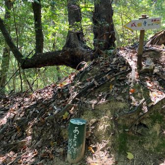 下山は成相寺コースへ