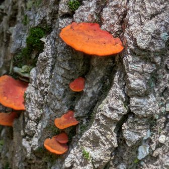毒キノコ🍄