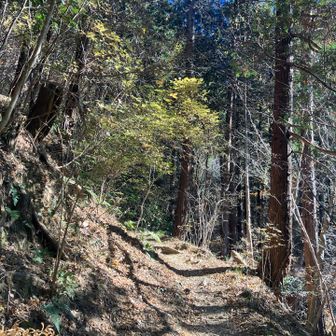 こっから高尾山登っていくぞー。
