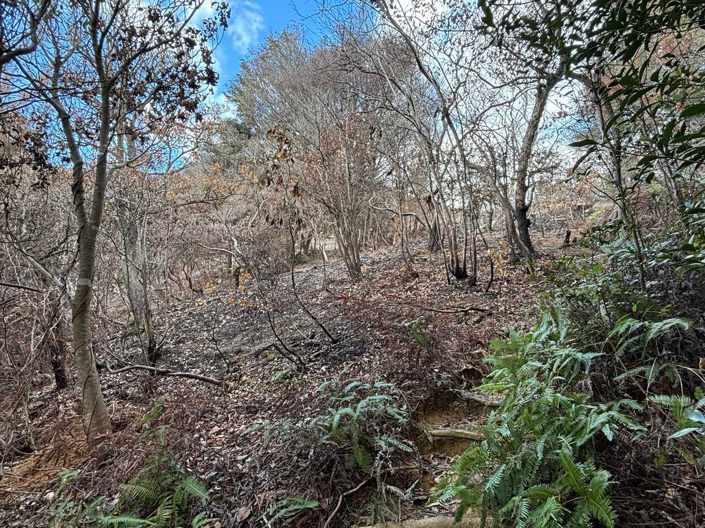 登山口から少し上ったら、焼け跡が...😟