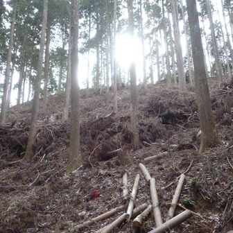 頂上付近もスギが間伐されていて歩きにくかった。