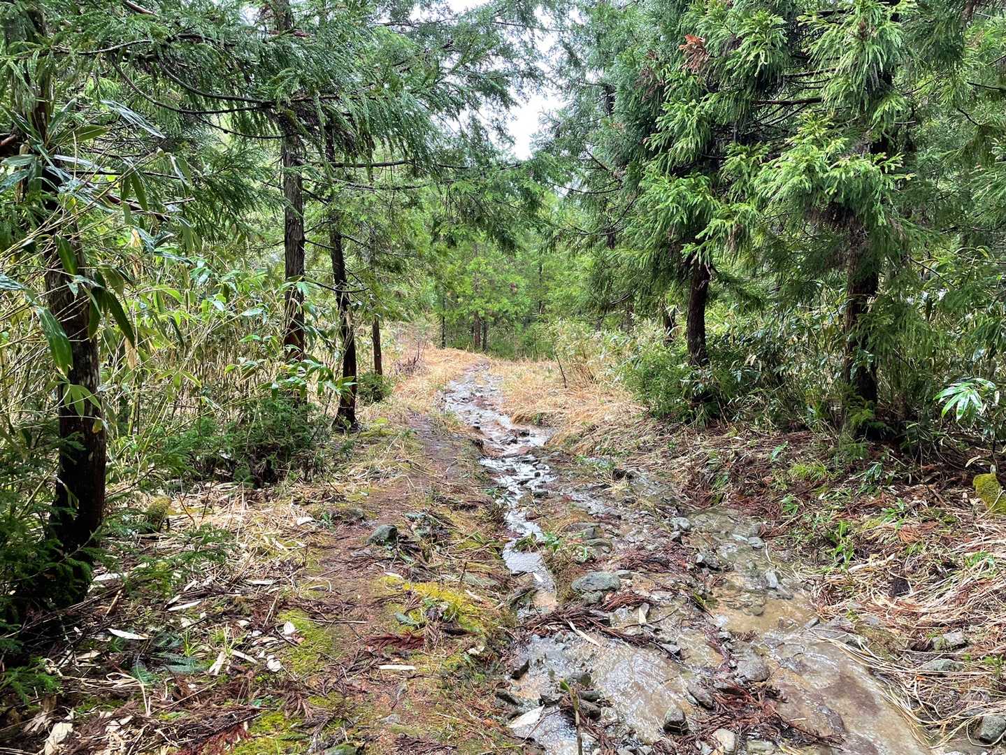 登山道が川3