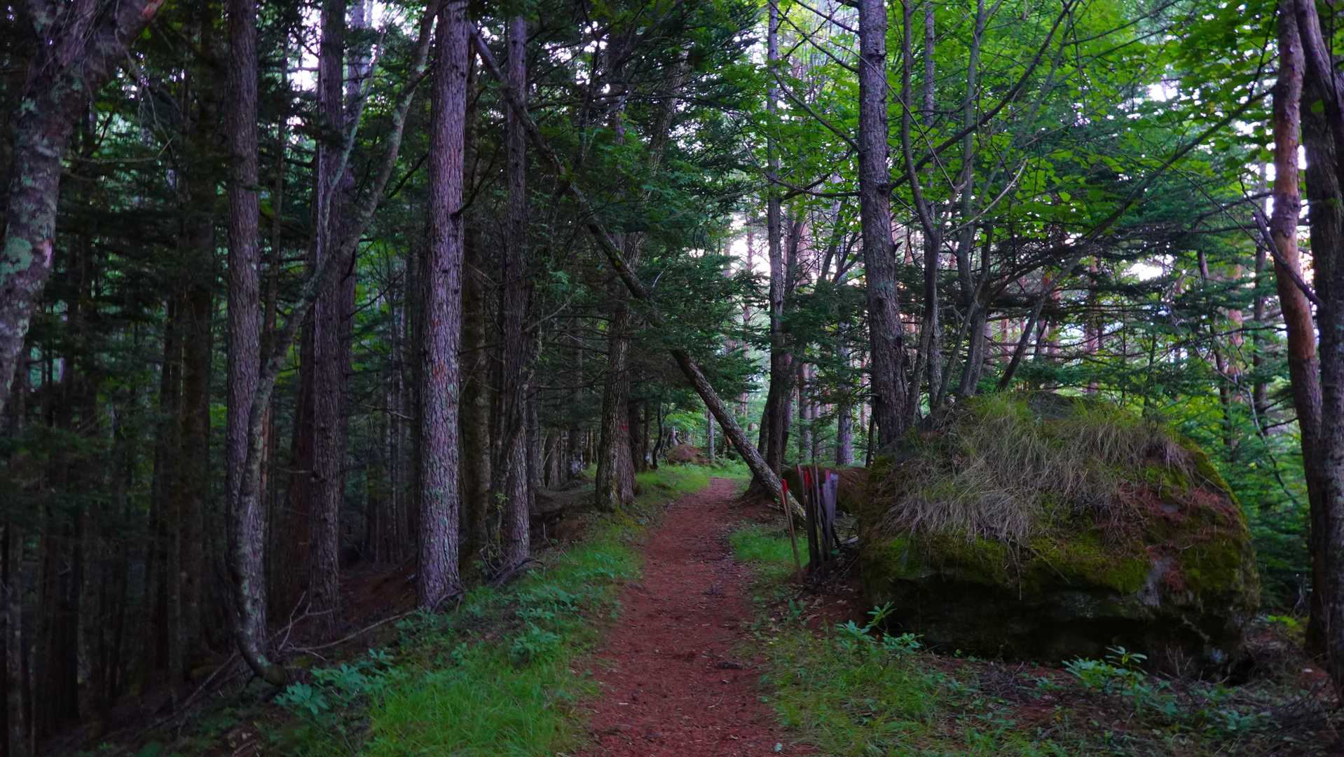 苔の美しい落ち着いた山道が続く
