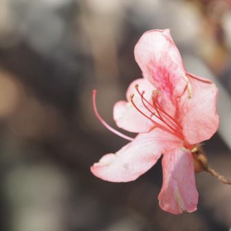 季節はずれのツツジ。「狂い咲き」って言わないよ。「かえり咲き」ね🌸