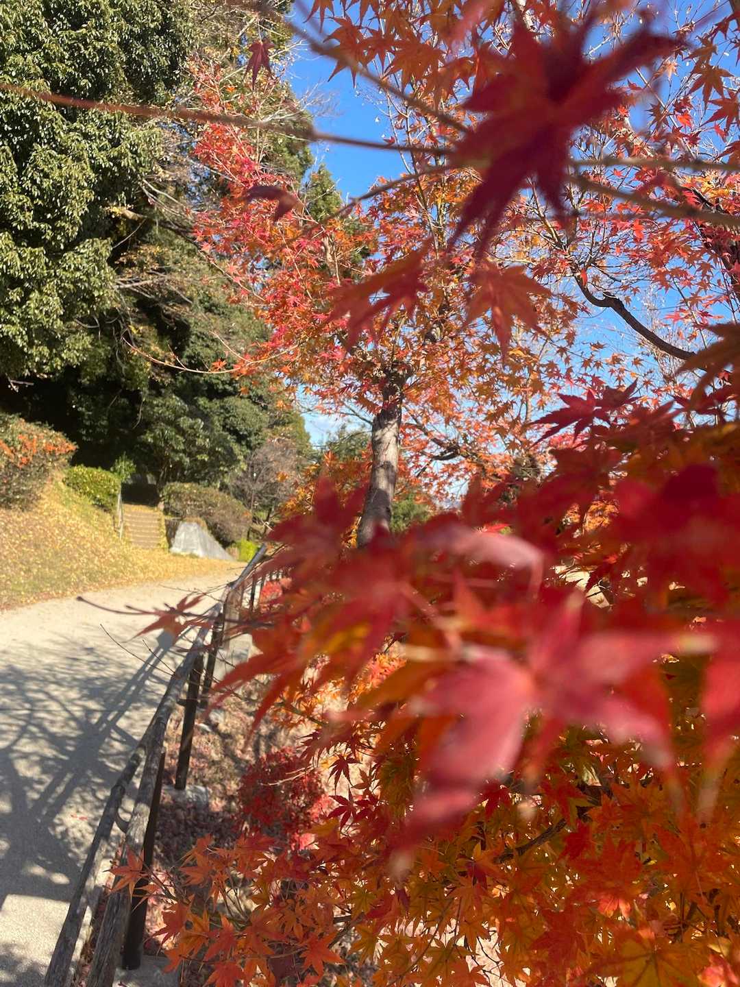 まだ紅葉🍁が残ってました