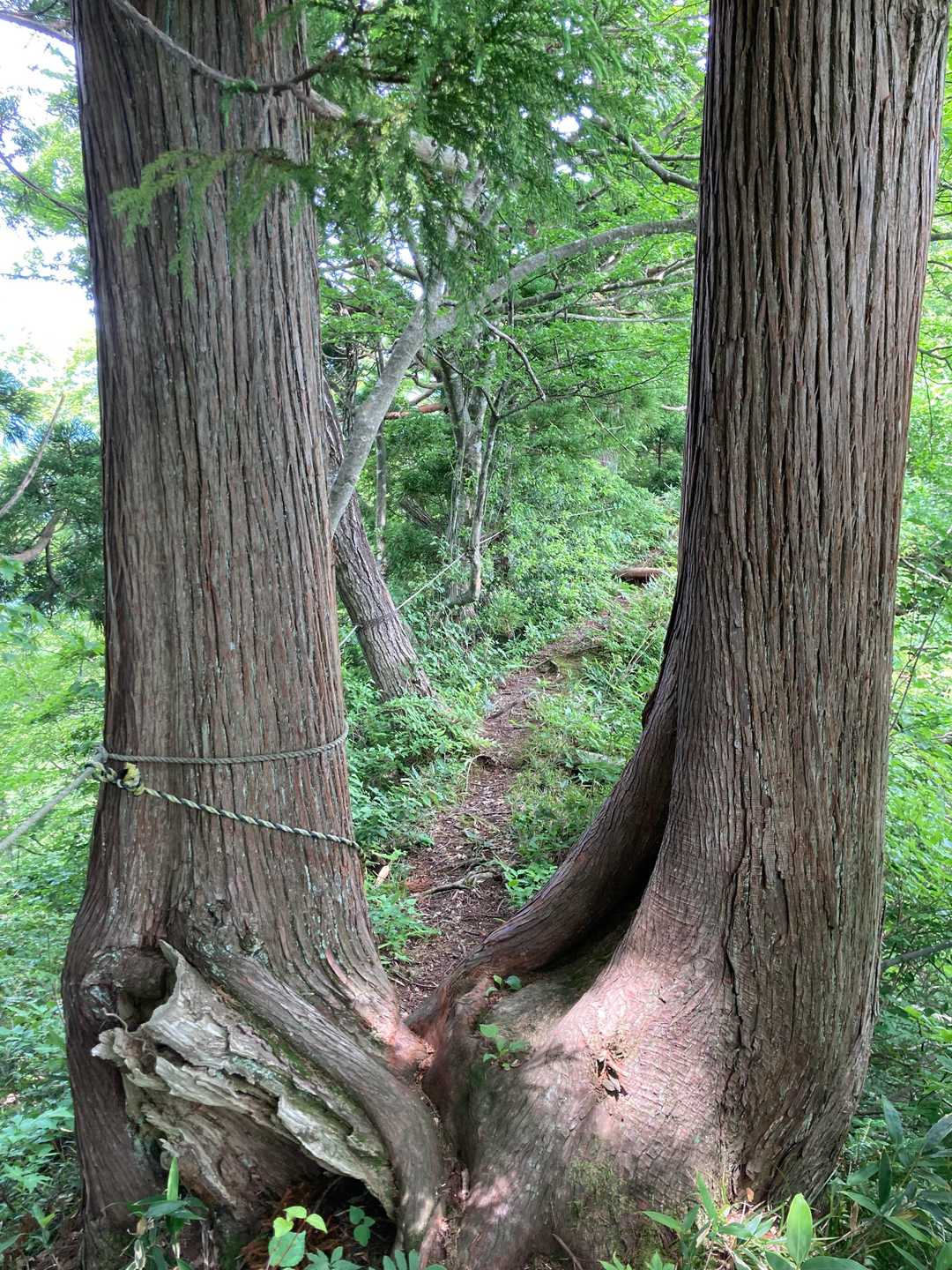これを過ぎると急登始まります