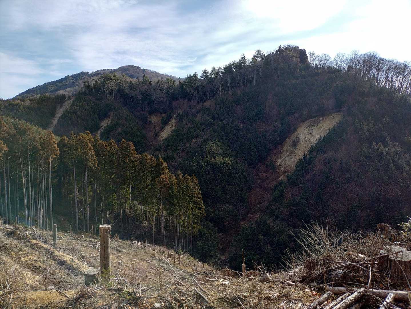 伐採跡
