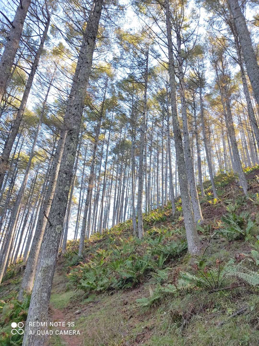 急斜面につけられたジグザグの登山道を進む。
トレッキングポールを使うと、確かに少し楽🎶