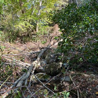 水元沢、軽快に進んでいましたが、土砂崩れで通れなかった林道がさらに崩れており、迂回路手前に倒木が。この木を渡ればいけるのかもしれませんが、この木を揺らすと、土砂崩れが更に起きそうなので、そっと引き返します。
これを行けても、その先もどこか崩れているかもだしね。