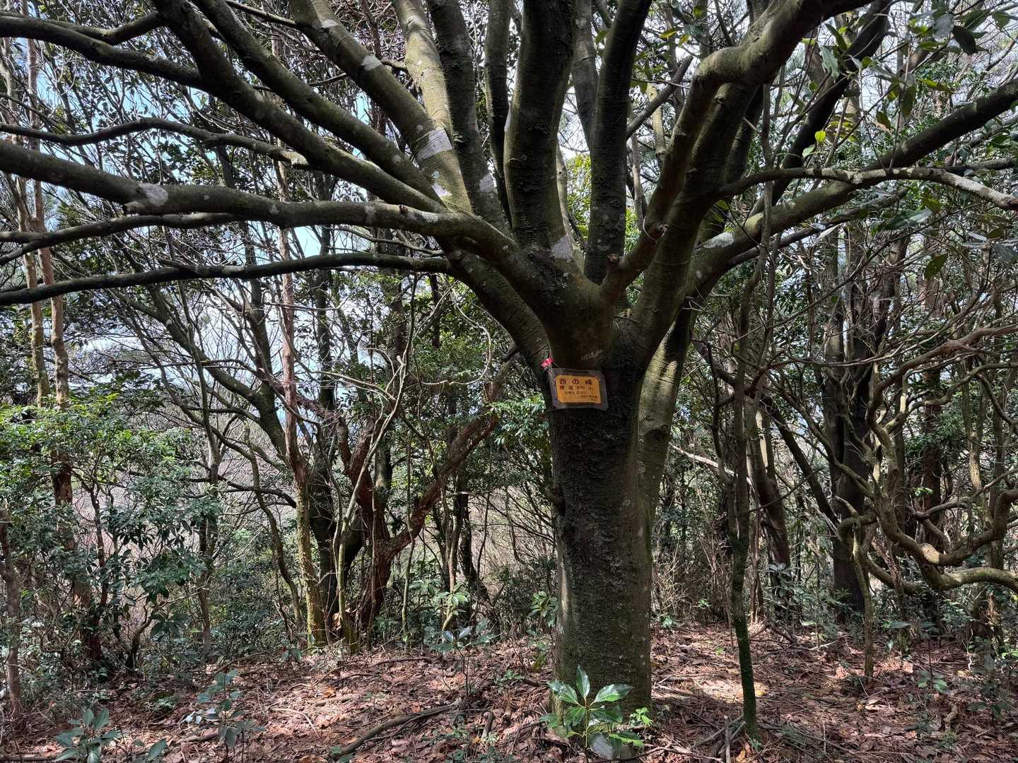 西の峰は眺望なし