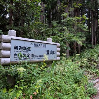 釈迦新道方面へ登ってみます。
白山まではがけ崩れのため通行止めとなってます