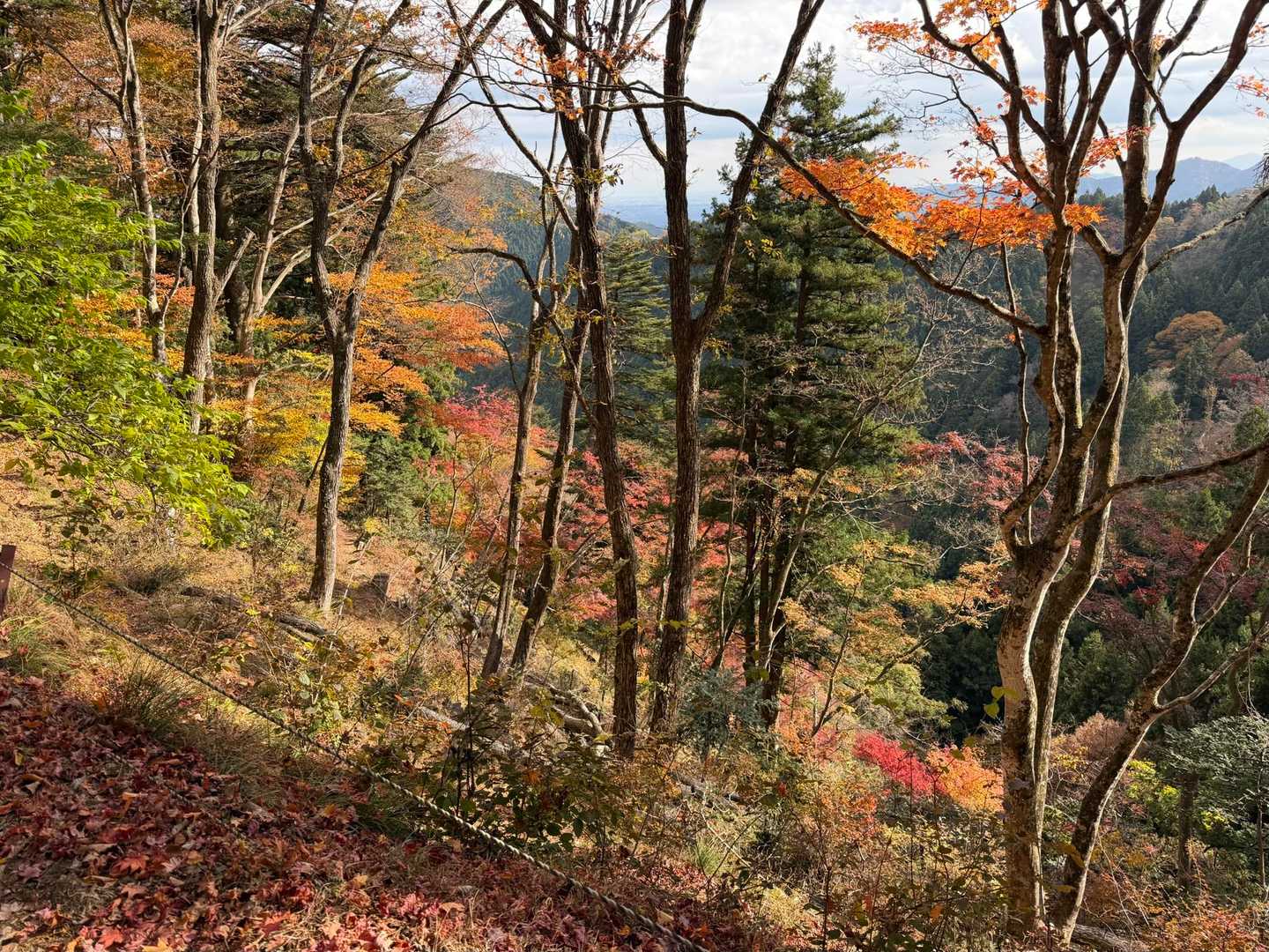 紅葉が見れたらいいんだ