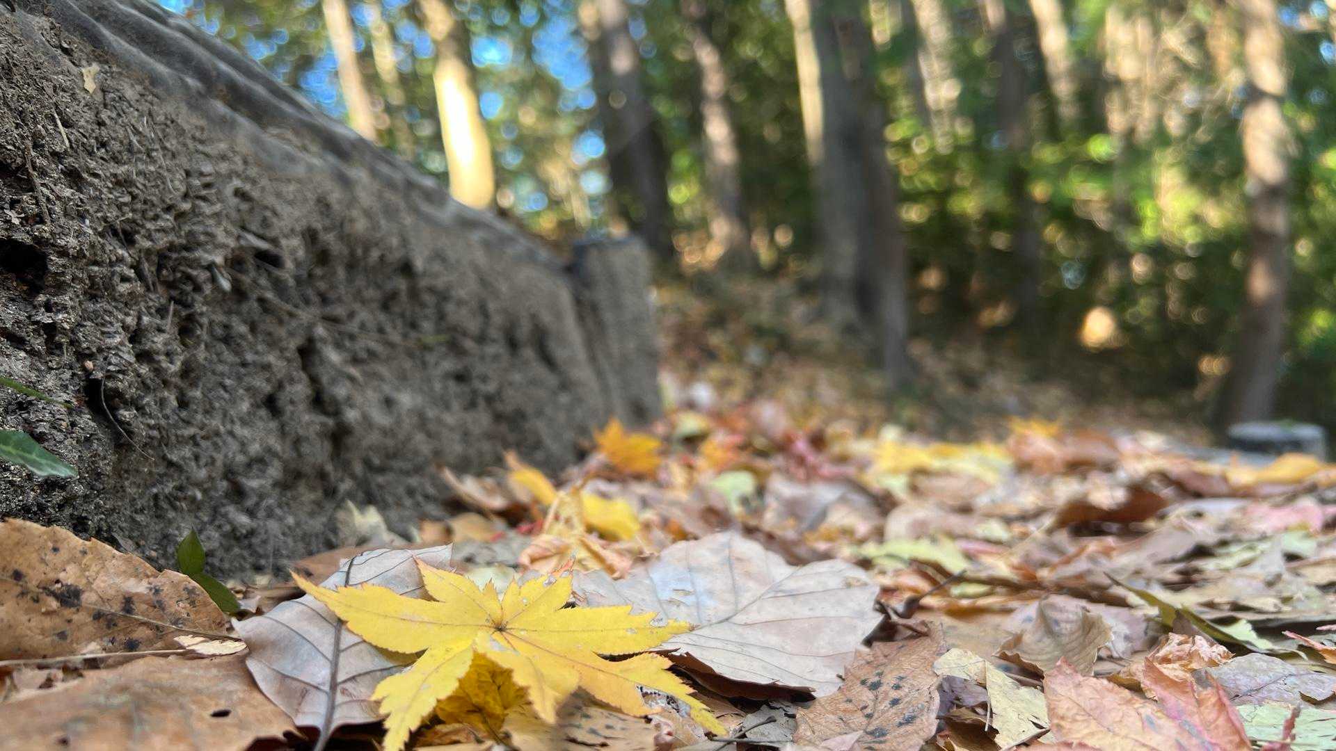 落ち葉が良い🍂
