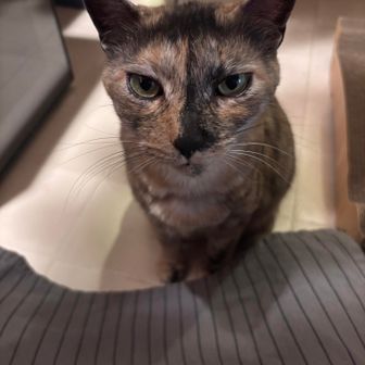 ありんこ