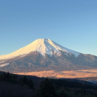 ayu