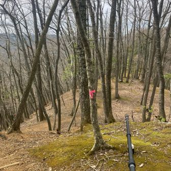 では、曲輪の段を下りていきます。
下を見下ろすと、長い長いお城のエリアに圧倒されます。