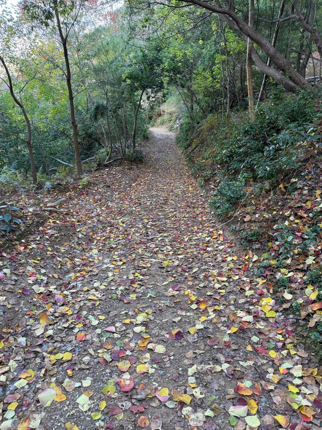 阪急嵐山駅-ハイキングコース入口-松尾山-苔寺・すず虫寺バ 縦走コースの写真