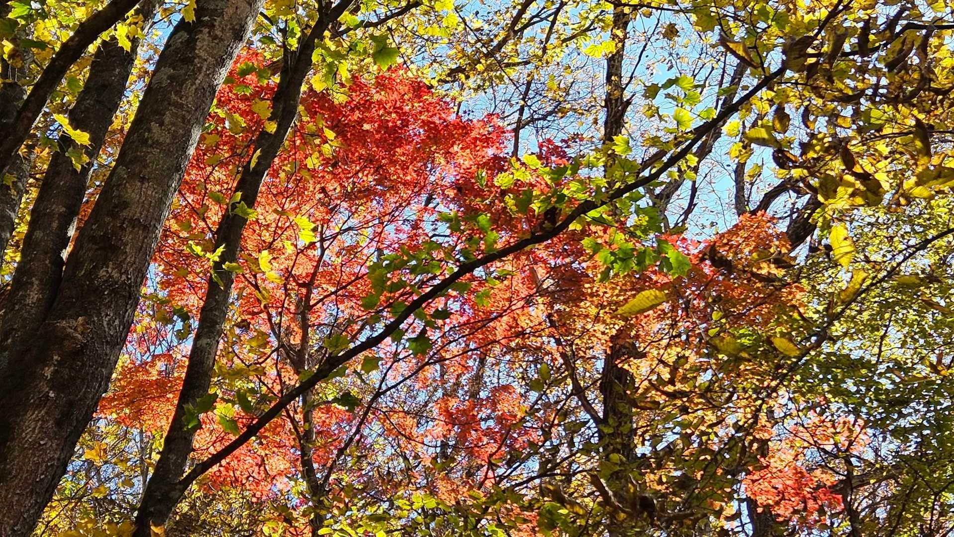 紅🍁もあった