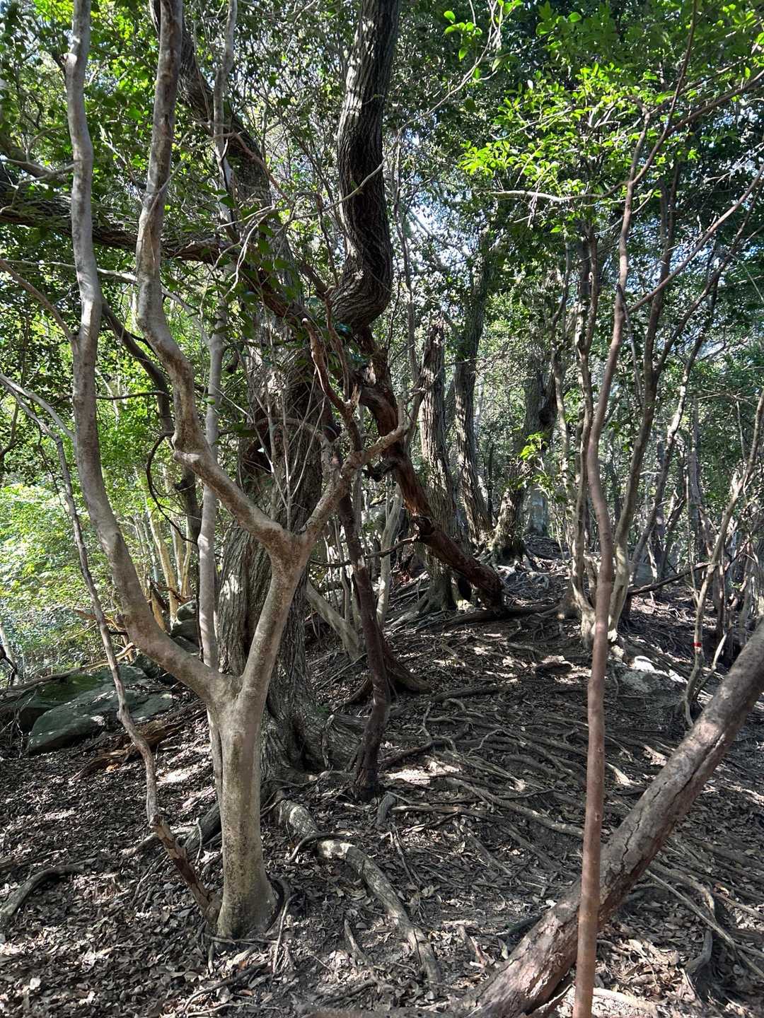 猿岳までの尾根は歩きやすい