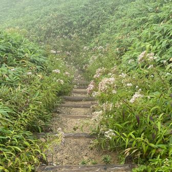 ヨツバヒヨドリ街道を降ります♪