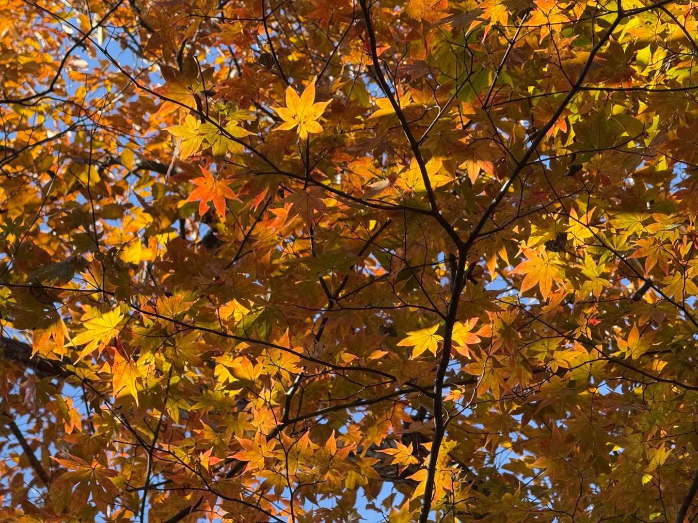 今日は紅葉🍁見たかったから
めっちゃ嬉しい😊